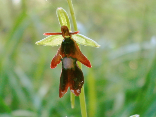 ophrys insectifera